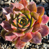 Sempervivum 'Bumbarash'