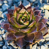 Sempervivum 'Bumbarash'