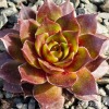 Sempervivum 'Bumbarash'
