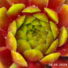 Sempervivum 'Bumbarash'