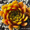 Sempervivum 'Bumbarash'