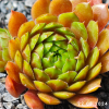 Sempervivum 'Bumbarash'