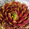 Sempervivum 'Bumbarash'