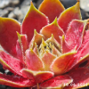 Sempervivum 'Claudia'