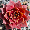 Sempervivum 'Claudia'