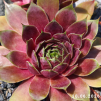 Sempervivum 'Claudia'