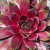Sempervivum 'Claudia'