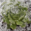 Sempervivum 'Arendsii'