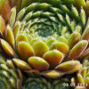 Sempervivum 'Arendsii'