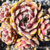 Sempervivum 'Arendsii'