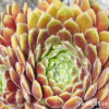 Sempervivum 'Arendsii'