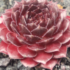 Sempervivum 'Tiefgang'