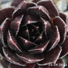 Sempervivum 'Tiefgang'