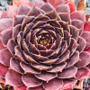 Sempervivum 'Tiefgang'