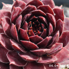 Sempervivum 'Tiefgang'