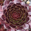Sempervivum 'Tiefgang'