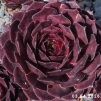 Sempervivum 'Tiefgang'