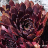 Sempervivum 'Tiefgang'