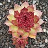 Sempervivum Chick Charms® GIANTS 'Copper Canyon'