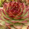 Sempervivum Chick Charms® GIANTS 'Copper Canyon'