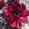 199 sempervivum chick charms giants copper canyon (1)