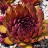 Sempervivum Chick Charms® GIANTS 'Copper Canyon'