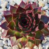 Sempervivum Chick Charms® GIANTS 'Copper Canyon'
