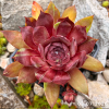Sempervivum 'Rosenspektakel'