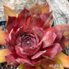 Sempervivum 'Rosenspektakel'