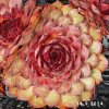 Sempervivum Chick Charms® GIANTS 'Copper Canyon'