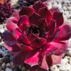 Sempervivum Chick Charms® GIANTS 'Copper Canyon'