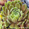 Sempervivum 'Meikeminne'