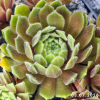 Sempervivum 'Meikeminne'
