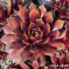 Sempervivum Chick Charms® 'Gold Rush'
