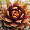 Sempervivum Chick Charms® 'Gold Rush'
