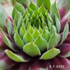 Sempervivum Chick Charms® 'Gold Rush'