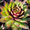 Sempervivum Chick Charms® 'Gold Rush'