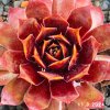 Sempervivum Chick Charms® 'Gold Rush'