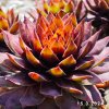 Sempervivum Chick Charms® 'Gold Rush'