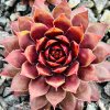 Sempervivum Chick Charms® 'Gold Rush'