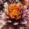 Sempervivum Chick Charms® 'Gold Rush'