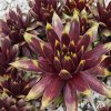 Sempervivum Chick Charms® 'Gold Rush'