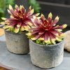 Sempervivum Chick Charms® 'Gold Rush'