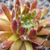 Sempervivum 'Red Spiderman'