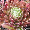 Sempervivum 'Red Spiderman'