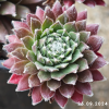 Sempervivum 'Red Spiderman'