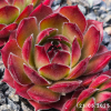 Sempervivum 'Lionille'