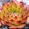 Sempervivum 'Lionille'