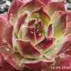 Sempervivum 'Lionille'