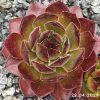 Sempervivum 'Lionille'